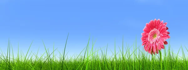 Concept or conceptual green fresh summer or spring grass field and a flower over a blue sky background banner — Stock Photo, Image