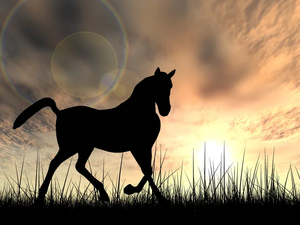 Concept of conceptuele jonge mooie zwarte paard silhouet in gras of weide over een hemel bij zonsondergang landschap achtergrond — Stockfoto