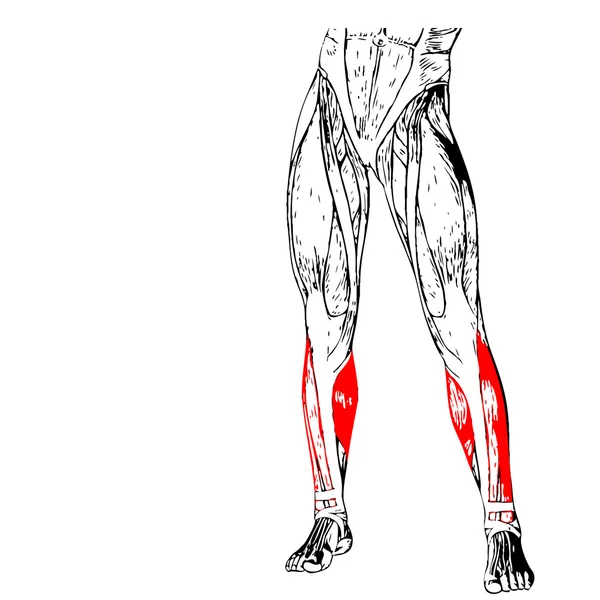 Insan ayakları anatomisi — Stok fotoğraf