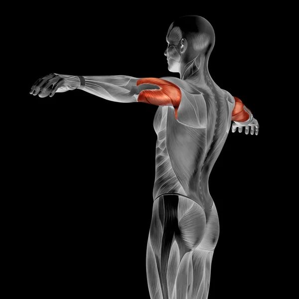 Triceps insan anatomisi — Stok fotoğraf