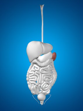 İnsan sindirim sistemi