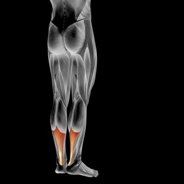 human legs anatomy clipart