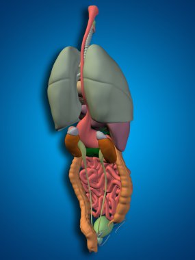 iç organları karın veya Toraks
