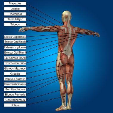 adam kasları ve metin