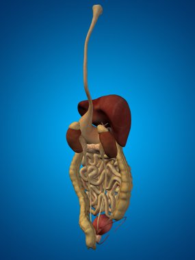 Anatomik insan sindirim sistemi