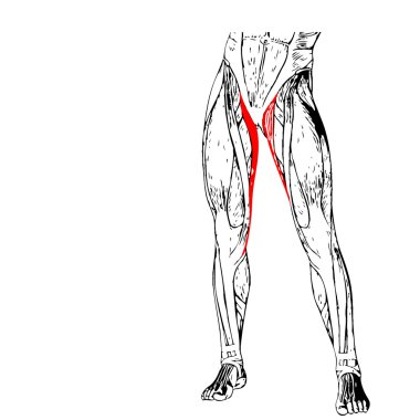 insan ayakları anatomisi