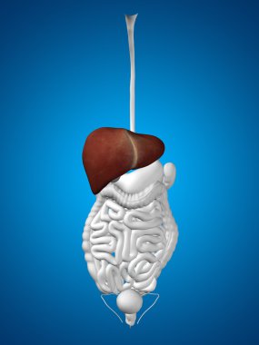 karaciğer organ ve sindirim sistemi