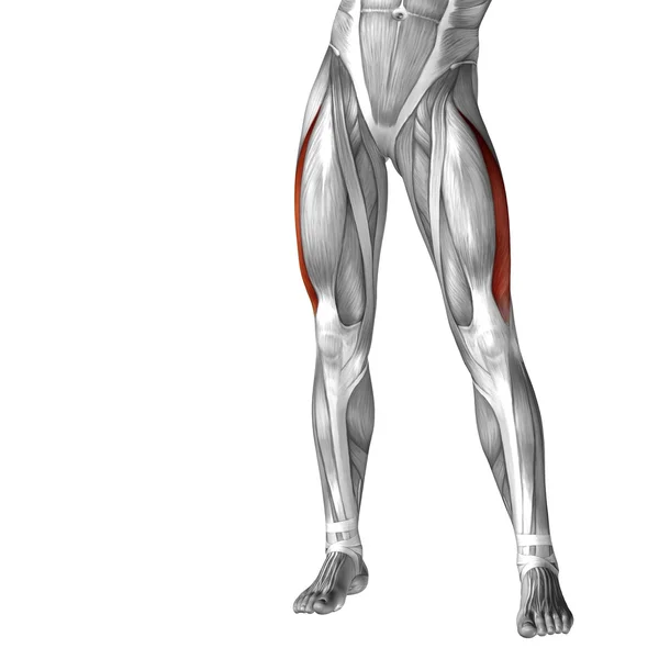 Концептуальна 3D анатомія верхньої ноги людини або анатомічні та м'язи ізольовані на білому — стокове фото