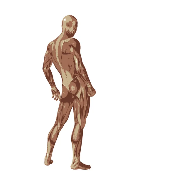 Man met spieren voor anatomie t ontwerpen. — Stockfoto