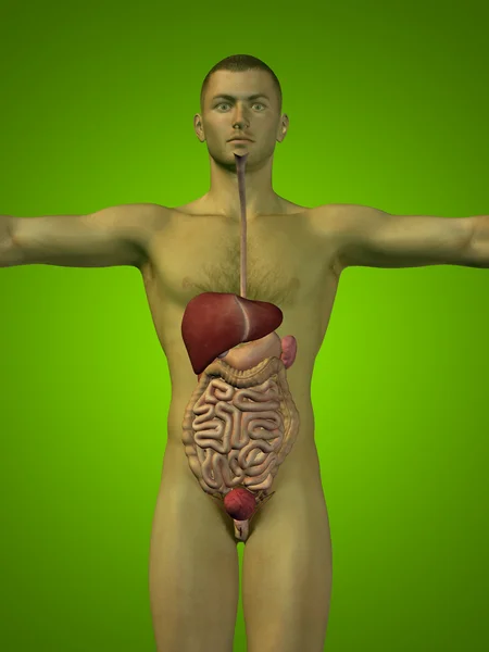 Concept or conceptual anatomical human or man 3D digestive system on green background — Stock Photo, Image