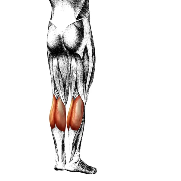 Anatomia delle gambe umane — Foto Stock