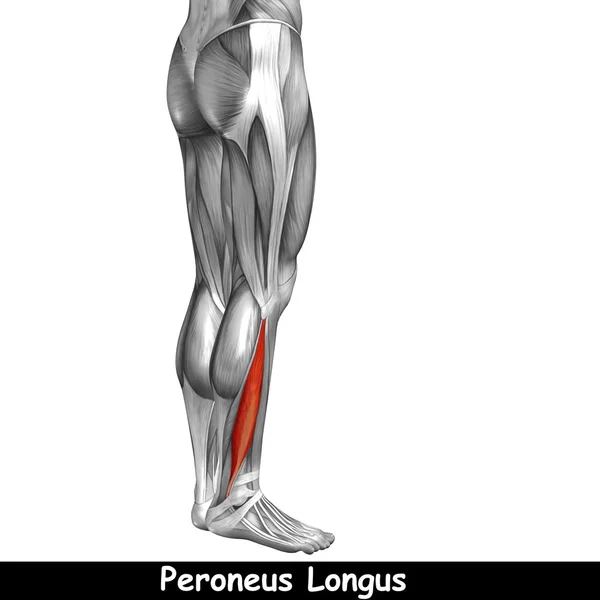 Concepto o conceptual 3D anatomía de la parte inferior de la pierna humana o anatómica y muscular aislado sobre fondo blanco —  Fotos de Stock