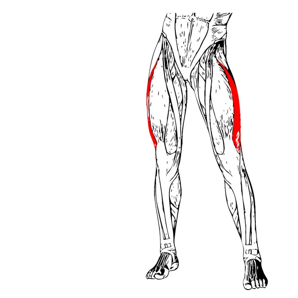 人的双腿解剖 — 图库照片