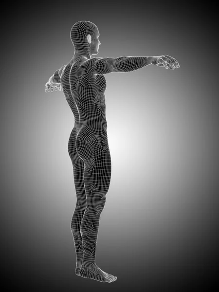Wireframe male or man anatomy — Stock Photo, Image