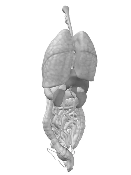 Órganos abdominales o torácicos — Foto de Stock