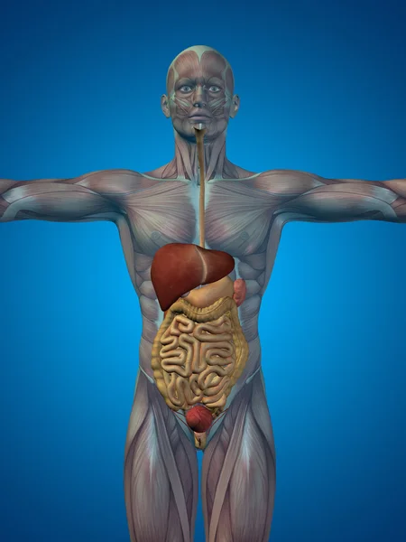 Anatomische menselijke spijsverteringsstelsel — Stockfoto