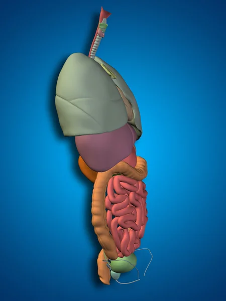 Organi toracici per disegni anatomici . — Foto Stock