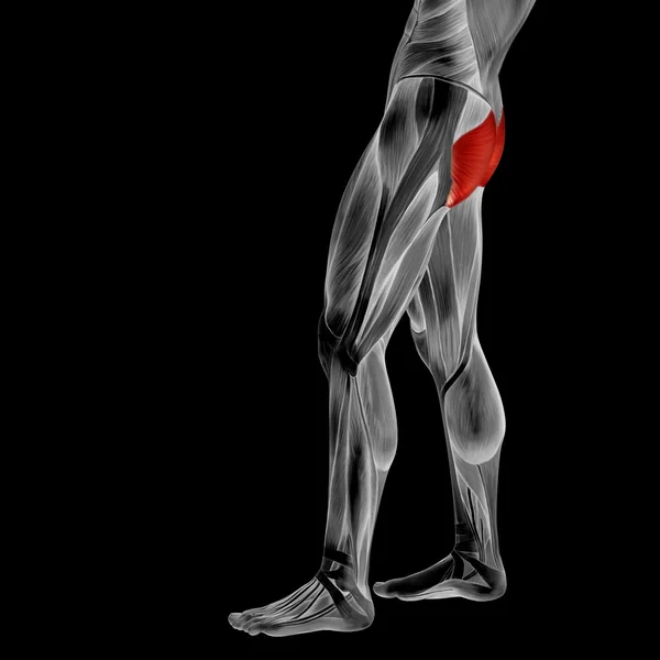 Human legs anatomy — Stock Photo, Image