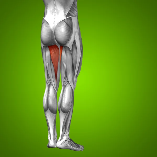 Anatomia das pernas humanas — Fotografia de Stock