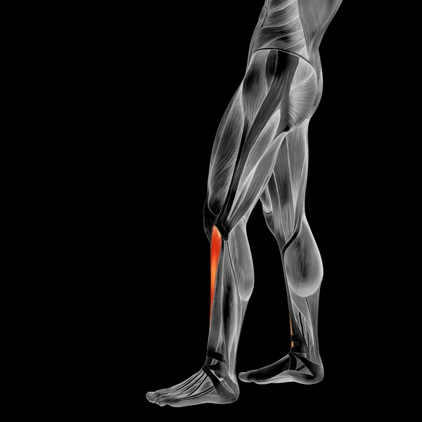 Human legs anatomy — Stock Photo, Image