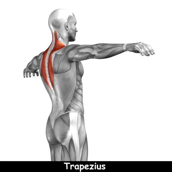 Concepto o conceptual 3D espalda anatomía humana o anatómica y muscular aislado sobre fondo blanco —  Fotos de Stock