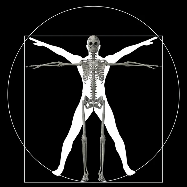 Oran anatomi vücut — Stok fotoğraf