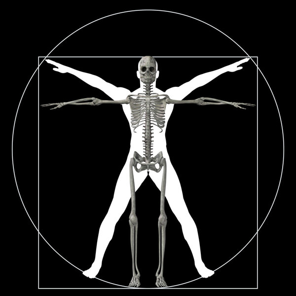 proportion anatomy body