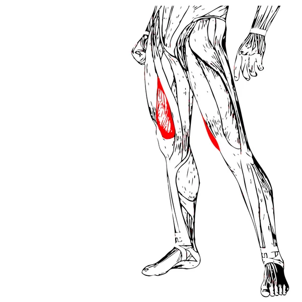 Anatomia delle gambe umane — Foto Stock