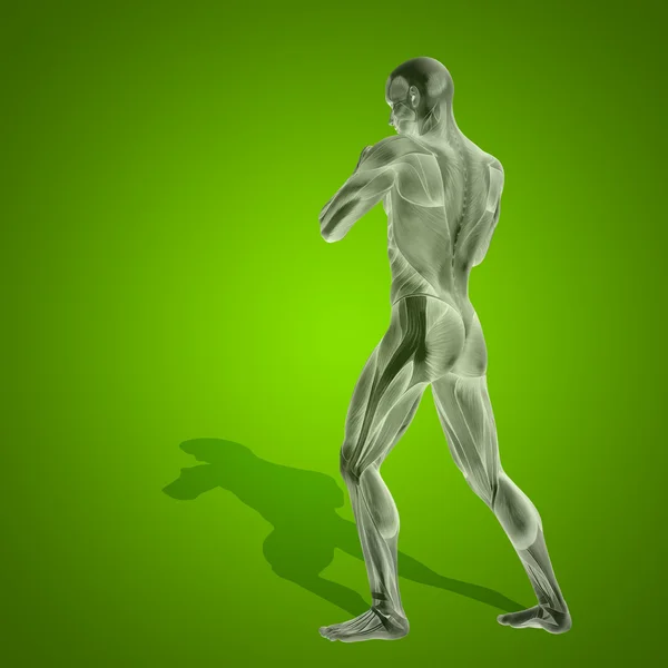 Anatomi kropp med muskler — Stockfoto
