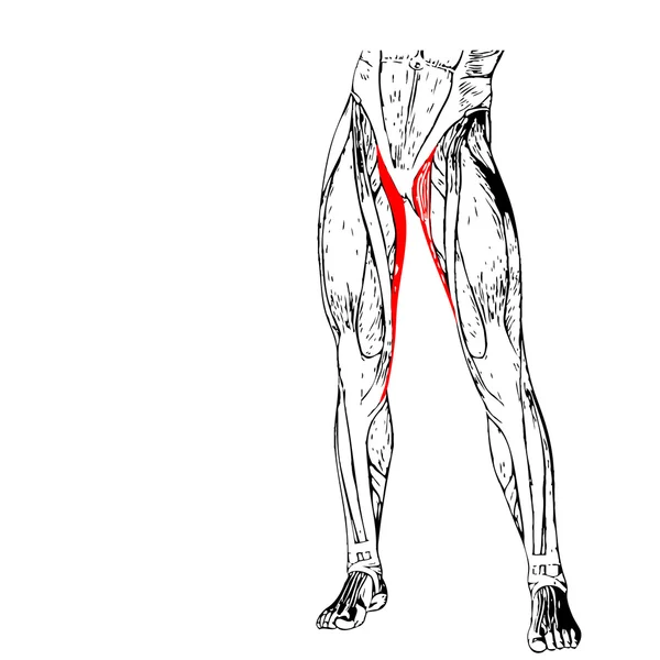 Anatomie menschlicher Beine — Stockfoto