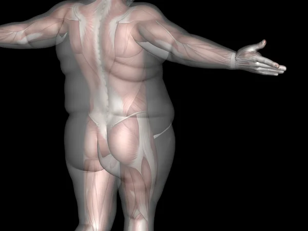 Concept of conceptuele 3d vet overgewicht vs slanke passen dieet met jonge man spieren geïsoleerd op achtergrond — Stockfoto