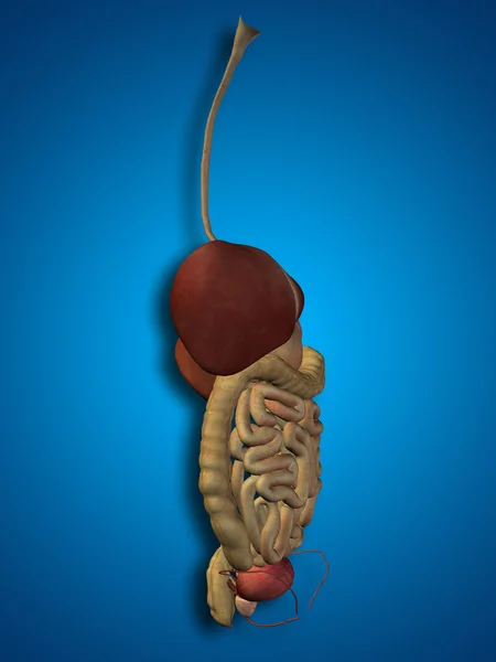 Human digestive system — Stock Photo, Image