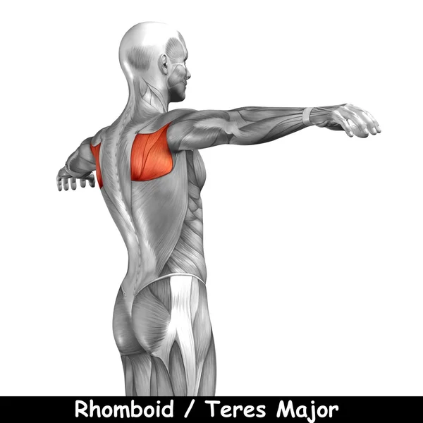 Concepto o conceptual 3D espalda anatomía humana o anatómica y muscular aislado sobre fondo blanco — Foto de Stock