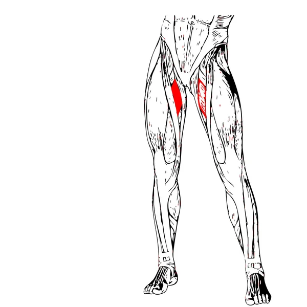 Menselijke benen anatomie — Stockfoto