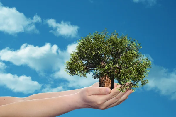 Concepto o conceptual hombre o mujer mano sosteniendo un árbol de verano verde y cielo azul con fondo de ecología de nubes — Foto de Stock