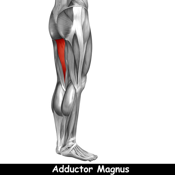 Концепция или концептуальная 3D анатомия верхней ноги человека или анатомические и мышцы, изолированные на белом фоне
