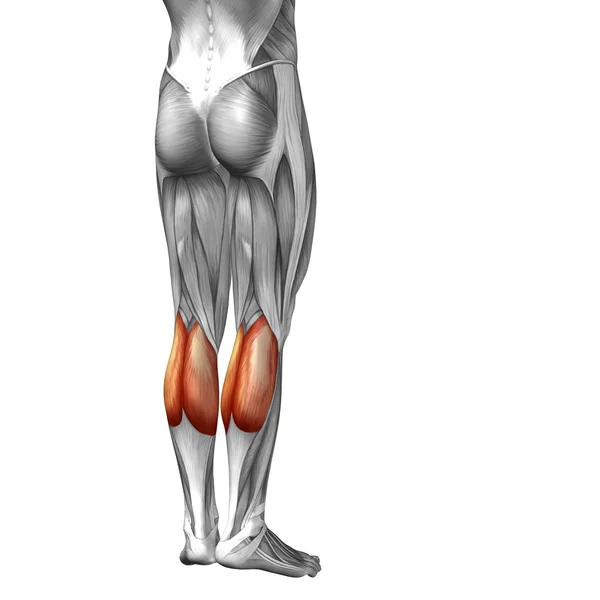 Anatomia conceitual da perna inferior humana 3D ou anatômica e muscular isolada em branco — Fotografia de Stock