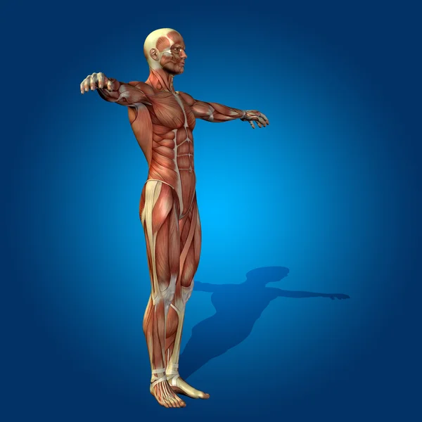 Anatomy body with muscles — Stock Photo, Image