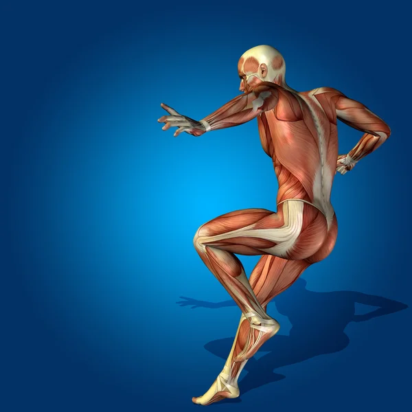 Anatomy body with muscles — Stock Photo, Image