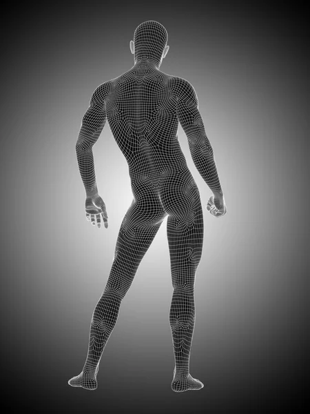 Trådramme mannlig eller mannlig anatomi – stockfoto