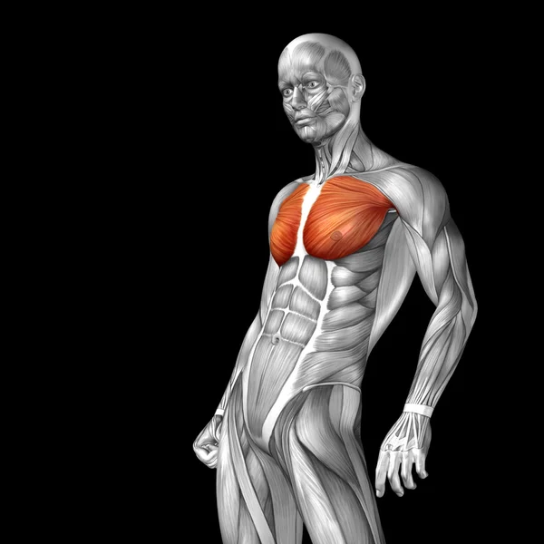 Chest human anatomy — Stock Photo, Image