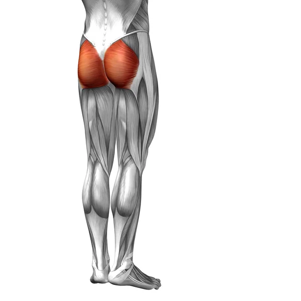 Anatomia conceitual da perna superior humana 3D ou anatômica e muscular isolada em branco — Fotografia de Stock