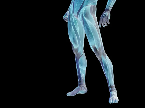 Anatomy lower body — Stock Photo, Image