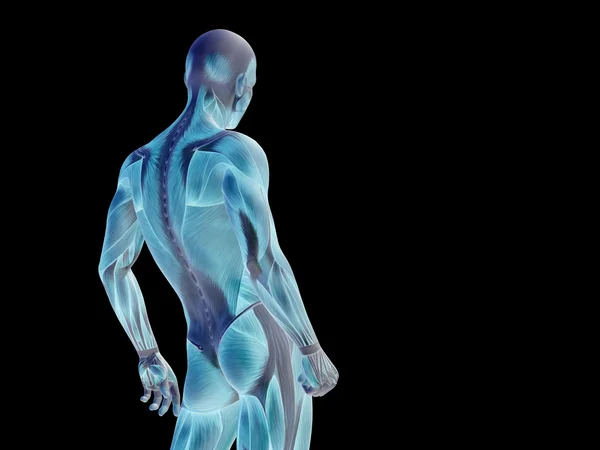 Anatomia górnej części ciała — Zdjęcie stockowe