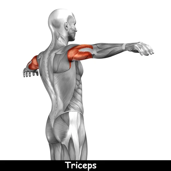 Conceito ou conceitual 3D tríceps anatomia humana ou anatômico e muscular isolado em fundo branco — Fotografia de Stock