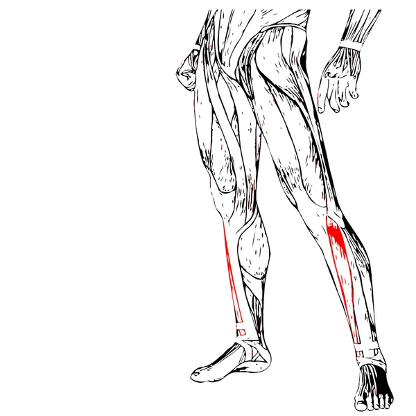 Анатомия ног человека — стоковое фото