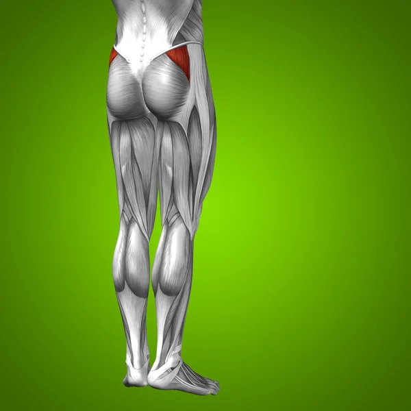 Anatomia człowieka nogi — Zdjęcie stockowe