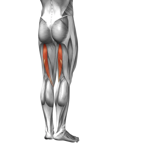 Anatomia conceitual da perna superior humana 3D ou anatômica e muscular isolada em branco — Fotografia de Stock