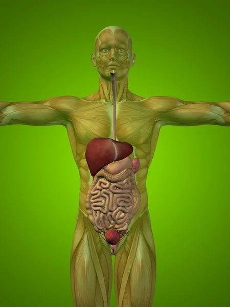 Sistema digestivo humano anatómico — Foto de Stock