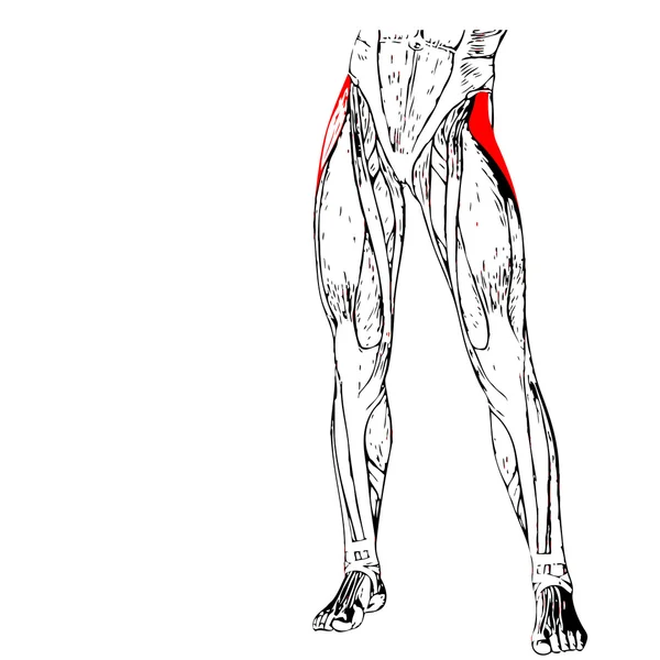 Анатомія людської ноги — стокове фото